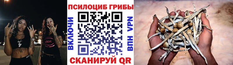 Псилоцибиновые грибы Psilocybe  магазин    Рудня 